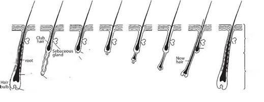 Changing the Hair Produced by a Follicle via the Hair Growth Cycle