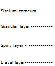 Подпись: Stratum corneum Granular layer Spiny layer - В aval layer 