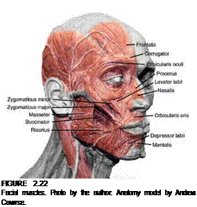 Подпись: FIGURE 2.22 Facial muscles. Photo by the author. Anatomy model by Andrew Cawrse. 