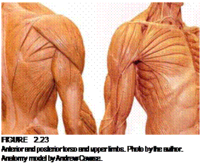 Подпись: FIGURE 2.23 Anterior and posterior torso and upper limbs. Photo by the author. Anatomy model by Andrew Cawrse. 