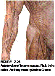 Подпись: FIGURE 2.28 Anterior view of forearm muscles. Photo by the author. Anatomy model by Andrew Cawrse. 
