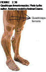 Подпись: FIGURE 2.30 Quadriceps femoris muscles. Photo by the author. Anatomy model by Andrew Cawrse. 