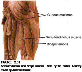 Подпись: FIGURE 2.31 Semi-tendinosus and biceps femoris. Photo by the author. Anatomy model by Andrew Cawrse. 
