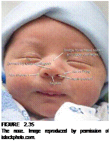 Подпись: FIGURE 2.35 The nose. Image reproduced by permission of istockphoto.com. 