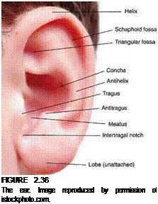 Подпись: FIGURE 2.36 The ear. Image reproduced by permission of istockphoto.com. 