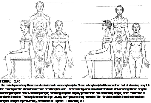 Подпись: FIGURE 2.46 The male figure of eight heads is illustrated with kneeling height at % and sitting height a little more than half of standing height. In the male figure the shoulders are two head heights wide. The female figure is also illustrated with stature at eight head heights. Kneeling height is also % standing height, but sitting height is slightly greater than half of standing height, since maturation is earlier in females. The long bones of the legs usually don't grow as long as males. The shoulder width in females is two face heights. Images reproduced by permission of Eugene F. Fairbanks, MD. 