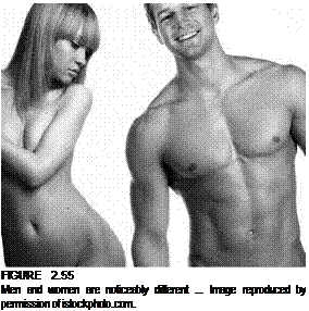 Подпись: FIGURE 2.55 Men and women are noticeably different ... Image reproduced by permission of istockphoto.com. 